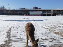 -北京鹿世界主题园