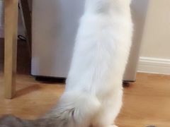 -Bastet sally猫舍购宠(静安店)