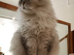 -猫友咖啡店(玉林西路店)