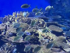 -海合安武汉极地海洋公园