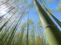 -山菜馆(竹海公园店)