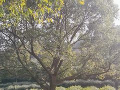 -树山生态村