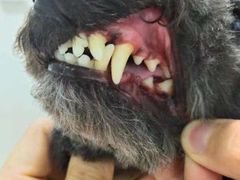 -小叮当动物医院·骨科·眼科