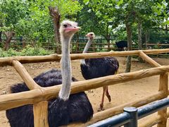 -大连森林动物园