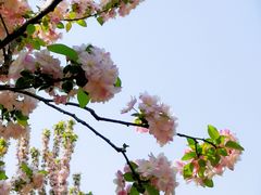 -海棠花溪(元大都城垣遗址公园)