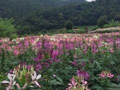 -广州市石门国家森林公园