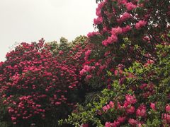 -贵州百里杜鹃风景名胜区
