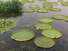 -荷塘月色湿地公园·向阳花洲