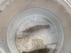 -DGE季风钓虾营地·团建·聚会