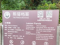 -都江堰中华大熊猫苑