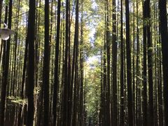 -山王坪喀斯特国家生态公园