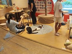 -米乐乖乖猫咪咖啡馆·猫咖(深圳湾后海汇店)