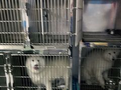 -喵汪萌宠屋旗舰店.洗澡美容.猫狗基地