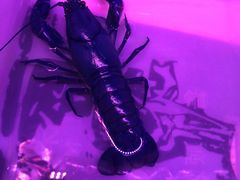 -中环花鸟鱼虫市场