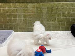 -帕帕拉兹宠物(亚洲旗舰店)