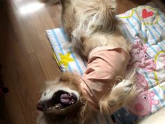 -北京赛佳动物医院