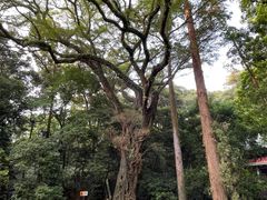 -南华禅寺