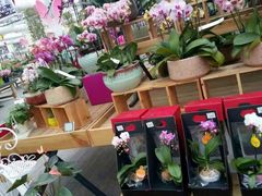 -荷兰花海