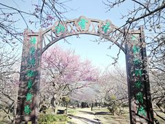 -香雪海