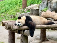 -都江堰中华大熊猫苑
