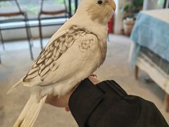 -吉丁鸟咖·异宠·寄养