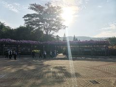 -大屏嶂森林公园