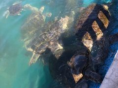 -广东惠东海龟国家级自然保护区