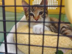 -宠物星动物医院·眼科·异宠·猫科(江南大道总院)