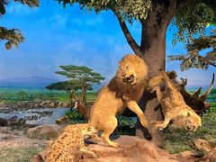 -国家自然博物馆