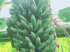 -呀路古热带植物园