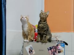 -赏点粤式点心(广州塔店)