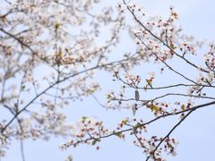 -顾村公园