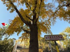 -三里屯东五街银杏大道