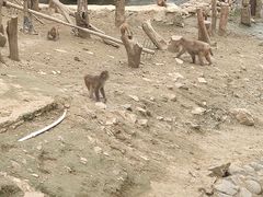 -栾川竹海野生动物园