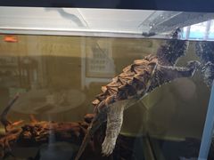 -灵龟之家百象馆(百象馆联合旗舰店)