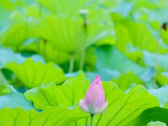-高子水居