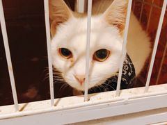 -猫色咖啡·猫咖