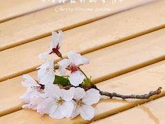 -高东镇樱花园