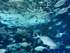 -上海海洋水族馆