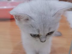 -龟与熊猫宠物公园(南坪店)