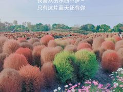 -花开海上生态园