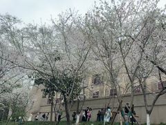 -武汉大学-樱园