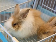 -怪兽屋·羊驼·猫咖·狗咖(俊华广场店)