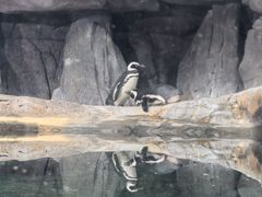 -西安曲江海洋极地公园