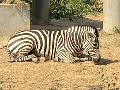 -石家庄市动物园