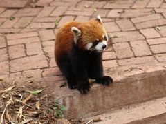 -成都大熊猫繁育研究基地