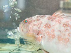 -巽寮印象美食部落餐厅·海鲜·地方特色菜(惠州体验店)