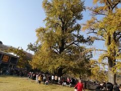-千年银杏谷文化旅游区