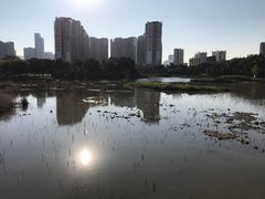 -中澳友谊花园