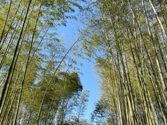 -潜山国家森林公园